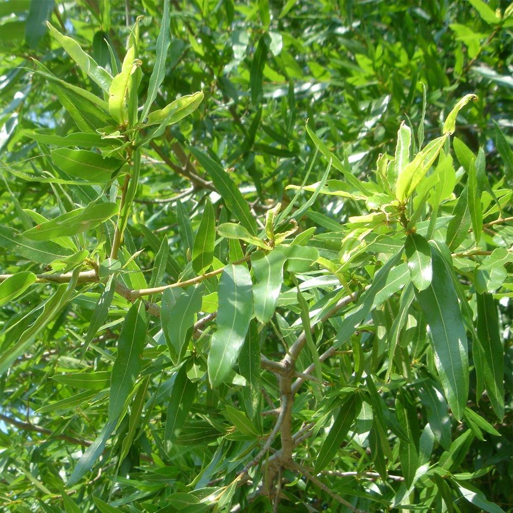 Willow Oak Tree - Image 3
