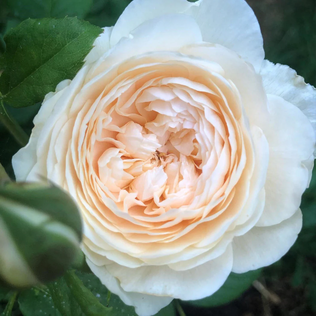 David Austin® Windermere™ Rose Shrub - Image 2