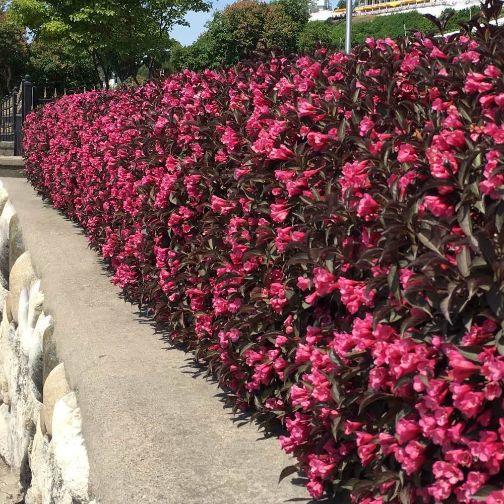Proven Winners® Wine & Roses® Weigela Shrub - Image 2