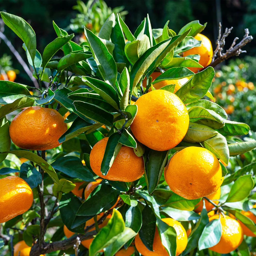Xie Shan Satsuma Tree - Image 2