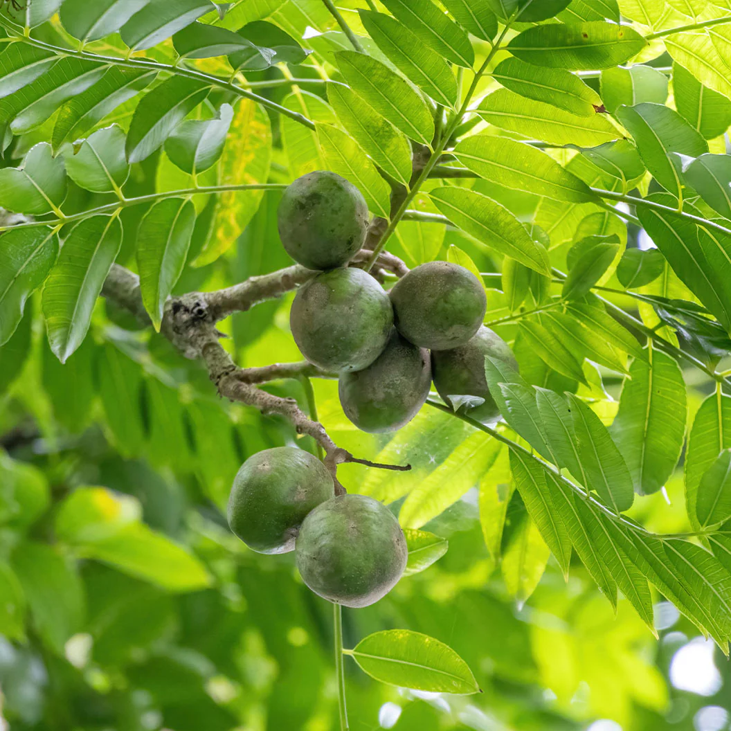 Soleil Yellow Hog Plum Tree - Image 2