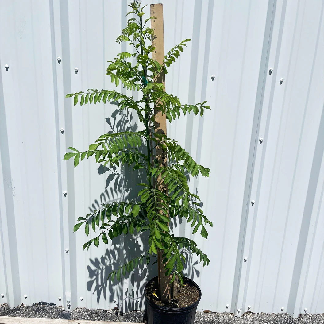Soleil Yellow Hog Plum Tree - Image 7