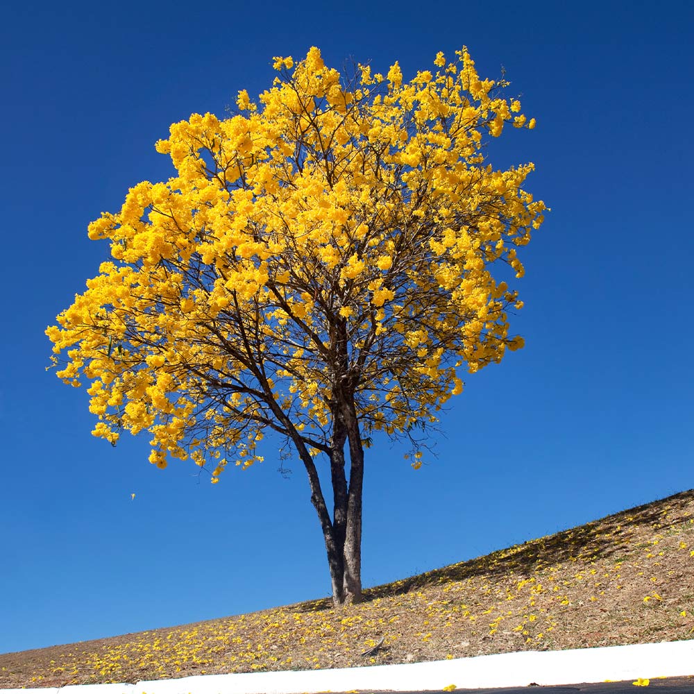 Yellow Trumpet Tree - Image 4