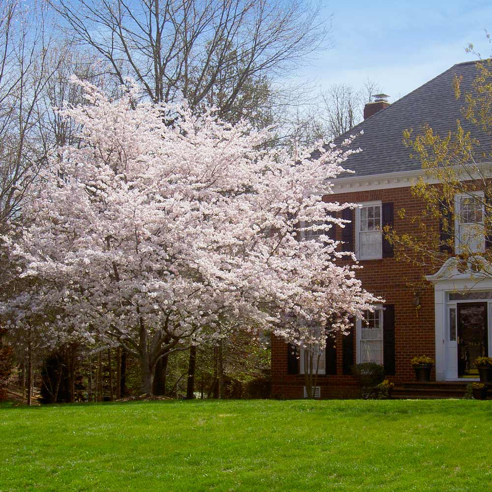 Yoshino Cherry Tree - Image 5