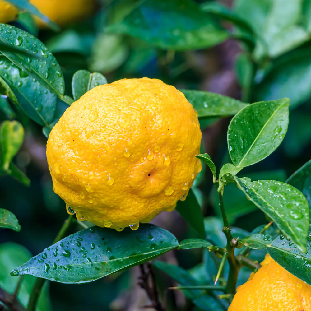 Yuzu Tree - Image 5