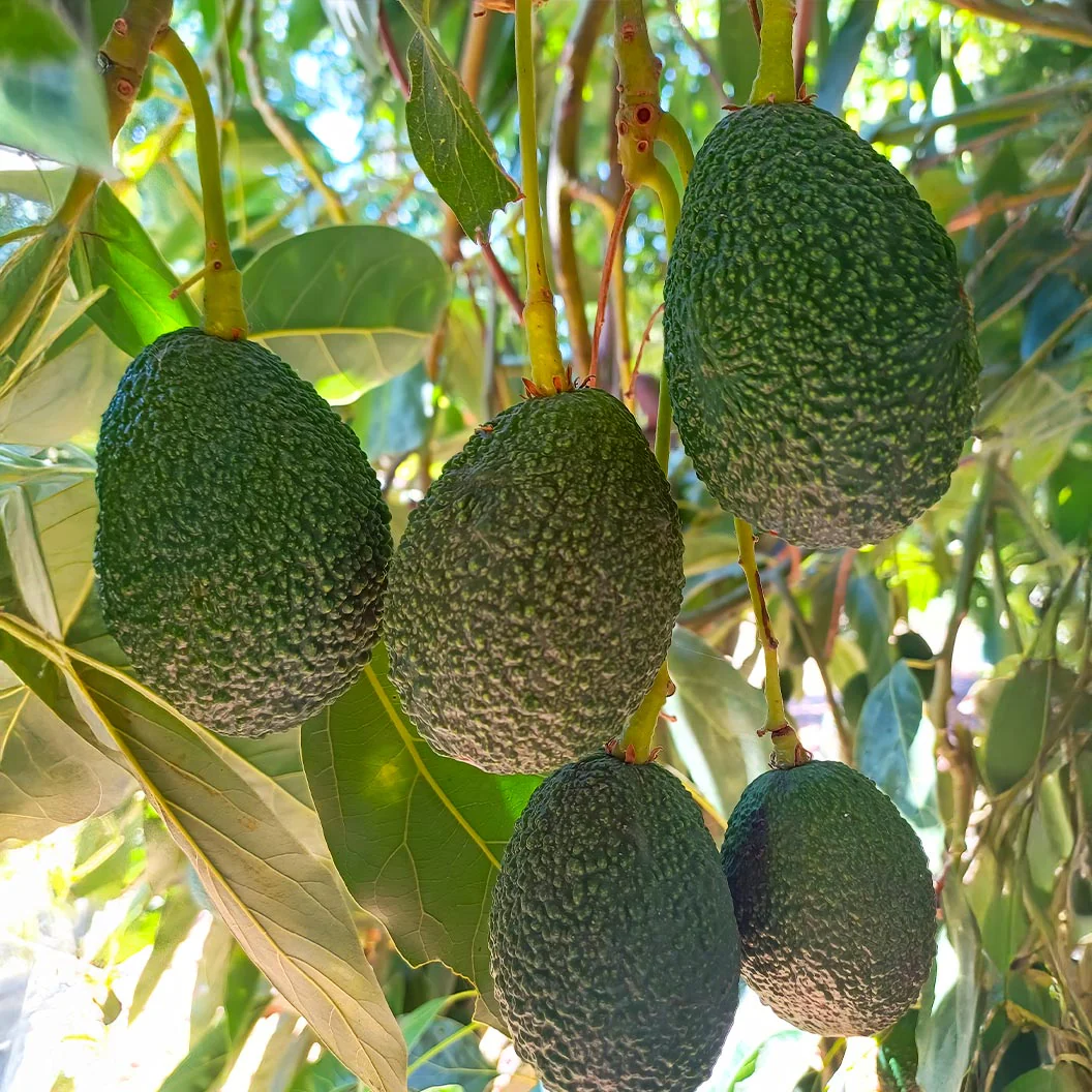 Zutano Avocado Tree - Image 2